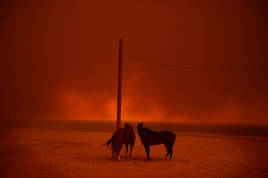 Grands incendies en Californie : chevaux évacués à Malibu, le 10 novembre 2018 – Catégorie "environnement"