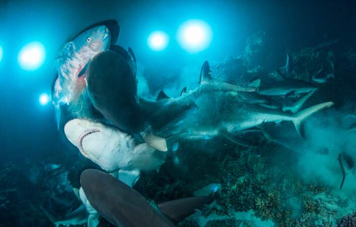 Frénésie de requins dans les profondeurs