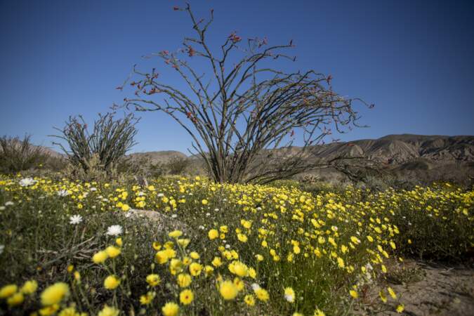 Super floraison dans le sud de la Californie