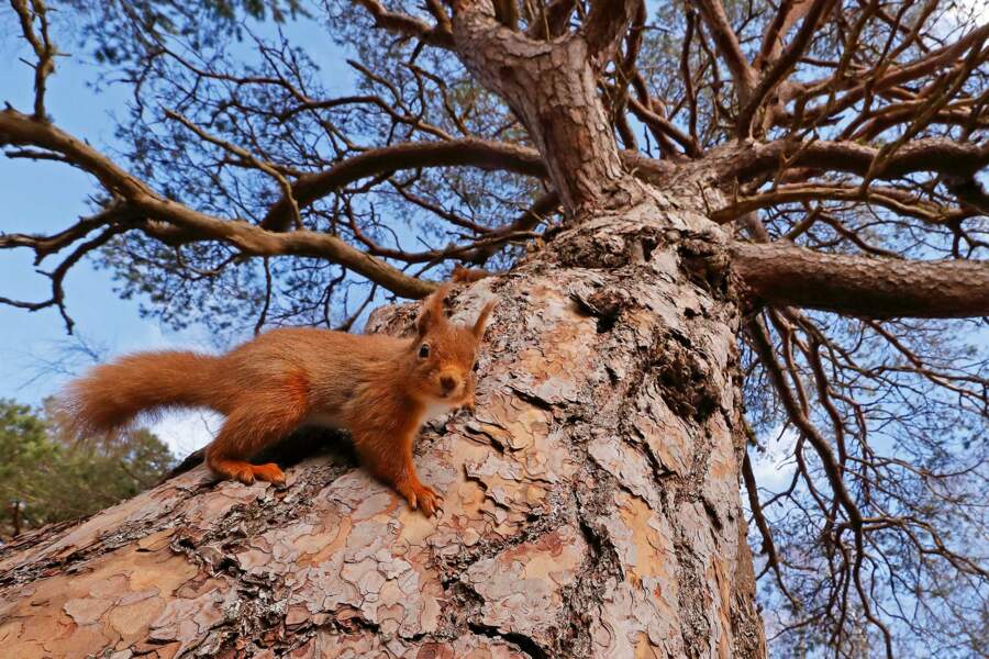 Un écureuil roux écossais aux quatre saisons