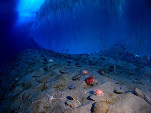 Océan, une plongée insolite sous la surface