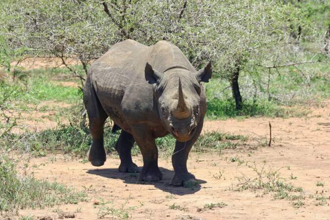 Un rhinocéros noir au Swaziland