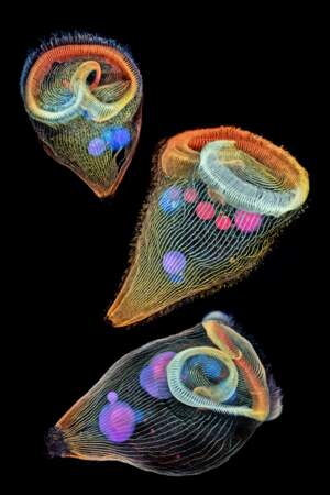 2. Des protozoaires unicellulaires d’eau douce, grossis 40 fois