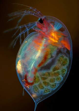 
15. Ce petit crustacé planctonique, grossi ici 4 fois, est appelé Daphnia magna 