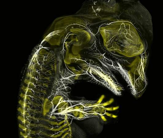 3. Un spectaculaire embryon d'alligator, grossi 10 fois