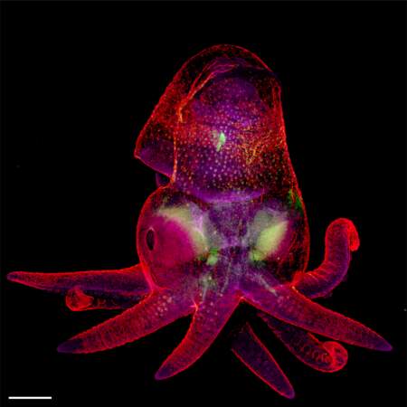 19. Ceci est un embryon d'une pieuvre à deux points de Californie, grossi 5 fois.