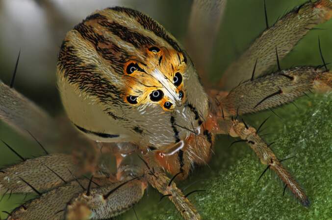 14. Une femelle araignée Oxyopes dumonti