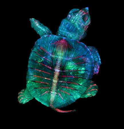 1. Un embryon de tortue fluorescent, grossi 5 fois