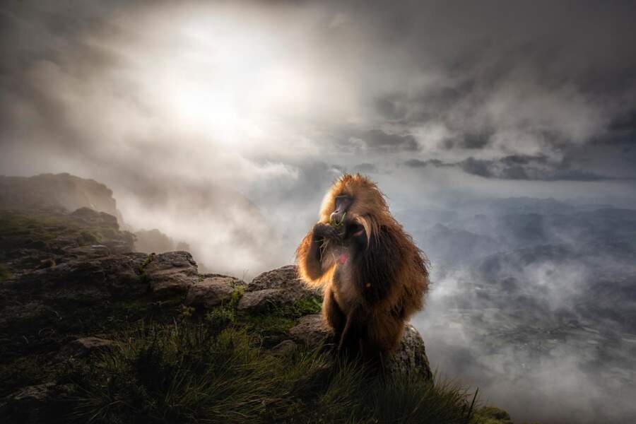 En Ethiopie, un primate gélada après l'orage
