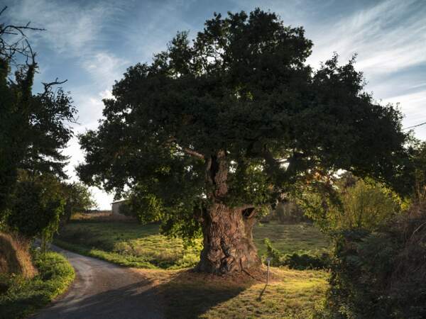 Le chêne de la commune de Plénée-Jugon (Bretagne)