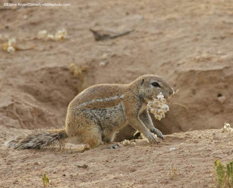 Ecureuil de terre du Cap, Kalahari, Afrique du Sud (meilleur portfolio)