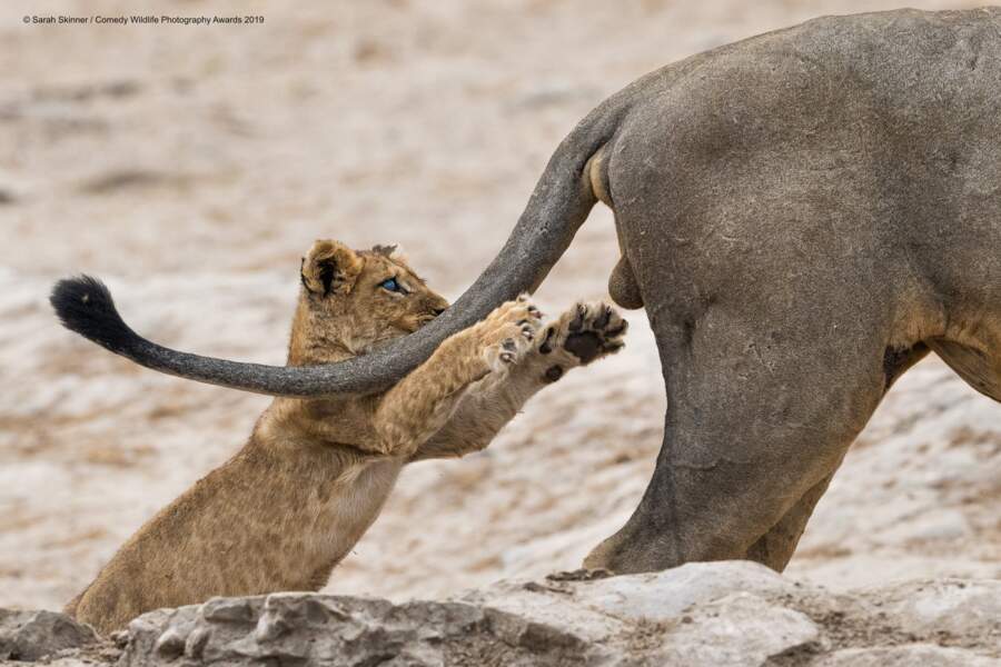 La grande photo gagnante de 2019 : lions du parc national de Chobe au Botswana 