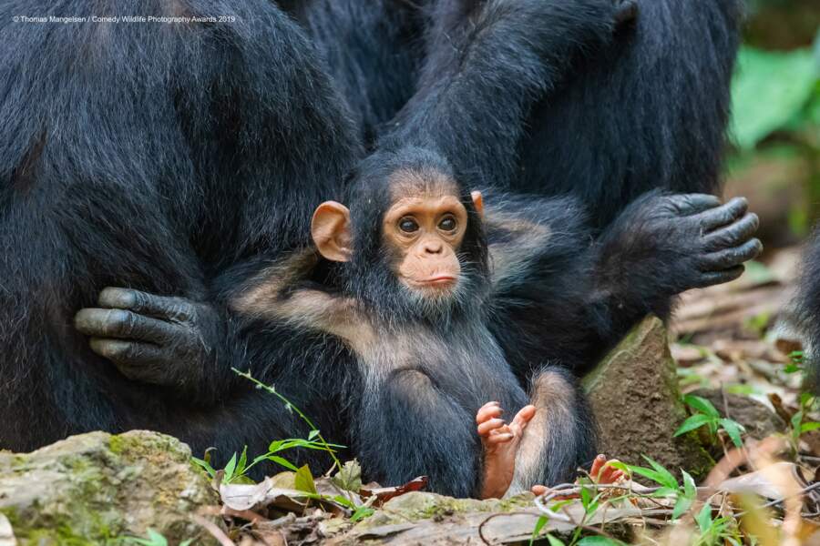 Chimpanzées dans le parc national de Gombe Stream en Tanzanie (félicitations du jury)