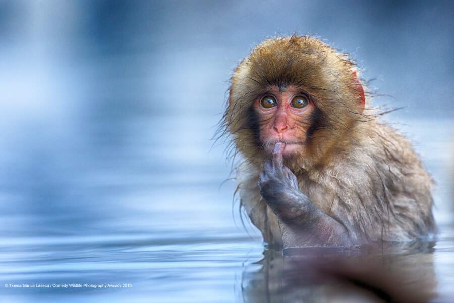 Macaque japonais dans ses pensées (félicitations du jury)