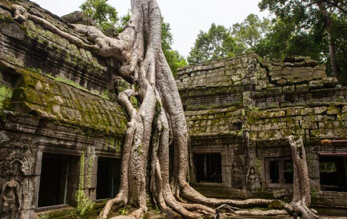 Le faux abandon du temple de Ta Prohm au Cambodge