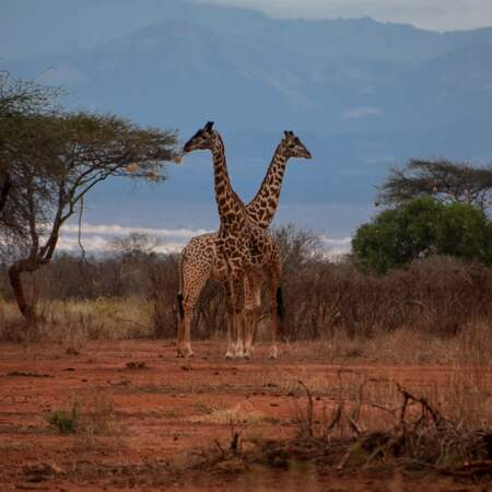 Couple de girafes au Kenya 