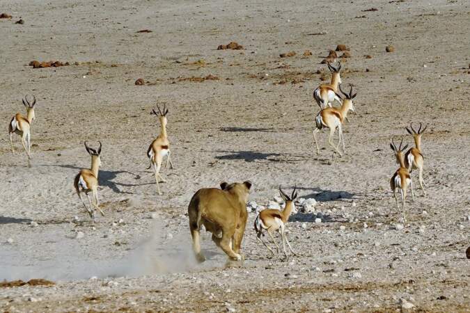 Lionne courant après des springboks, Namibie