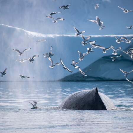Baleine et mouettes au Groenland