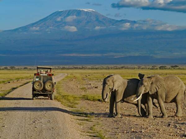 Elephants du Kenya 