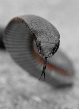 Serpent noir à ventre rouge, Australie
