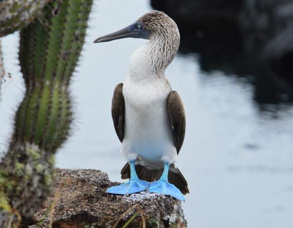 Fou à pattes bleues, Galapagos 