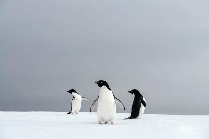 Chorégraphie de manchots en Antarctique 