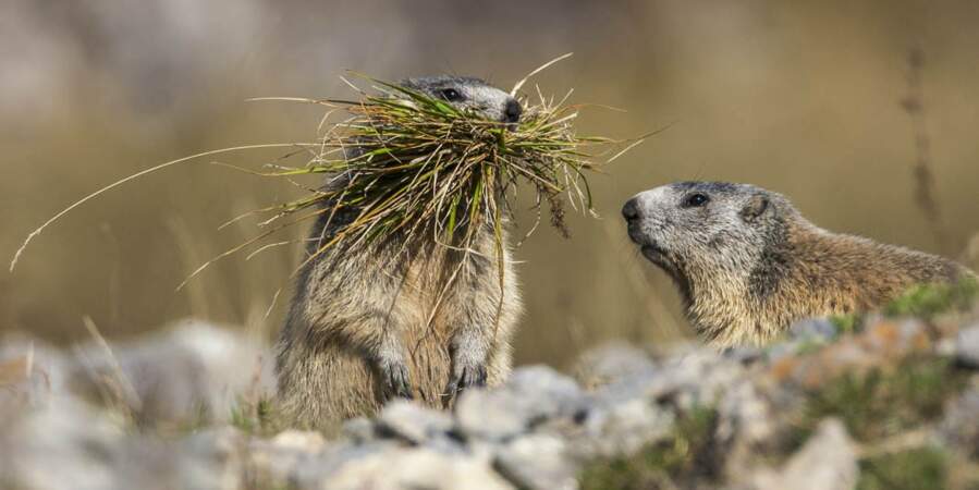 Marmotte faisant provision de foin en prévision de l'hibernation, parc du Mercantour. 