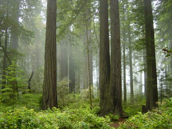 Parc national de Redwood, Californie : la forêt des Ewoks sur la lune d'Endor (épisode VI)