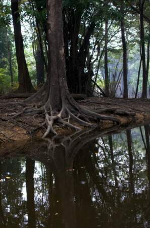 Nature sauvage en Amazonie