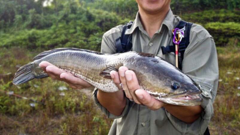 Un dangereux poisson qui respire à l'air libre découvert dans l'Etat de Géorgie