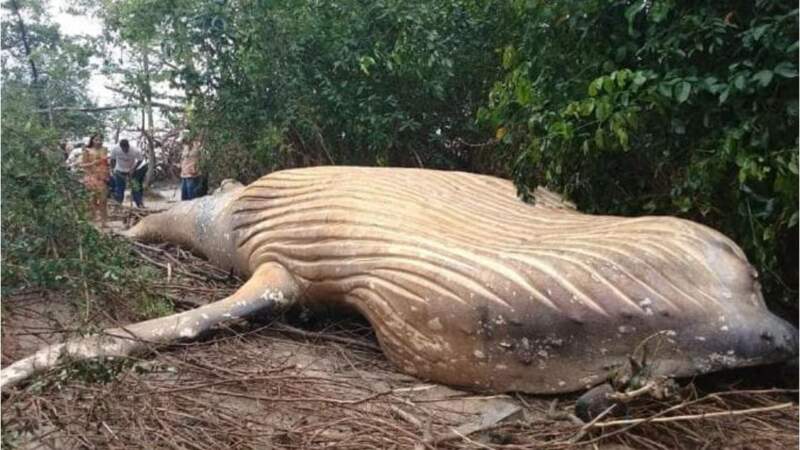 Une baleine à bosse retrouvée échouée dans la forêt amazonienne intrigue des biologiste