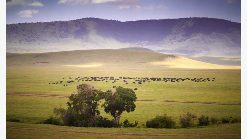 Troupeau de buffles dans le cratère du Ngorongoro