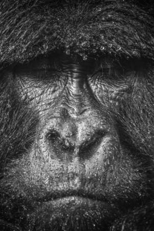 Gorille de montagne par Sylvain Lefebvre