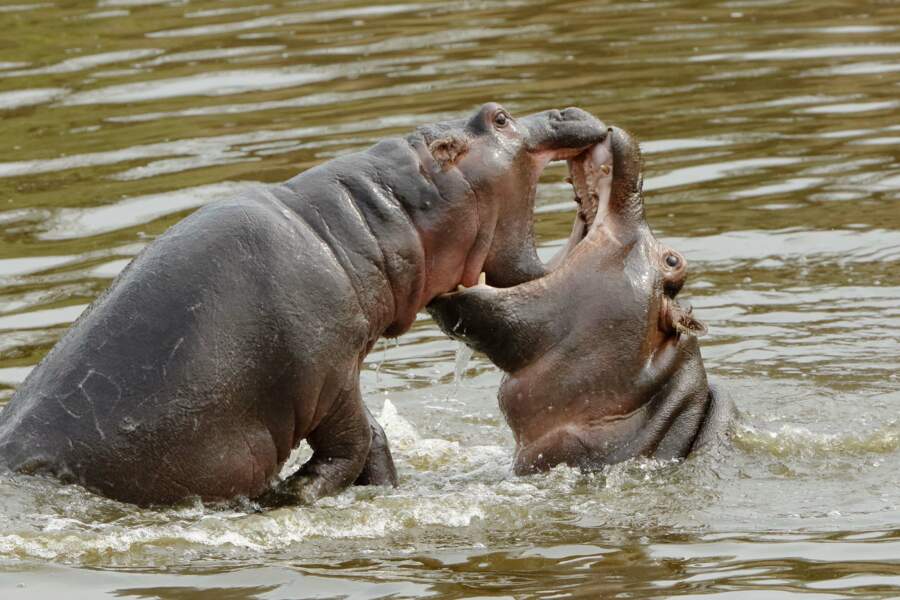 Hippopotames par Alcalay-Marcon
