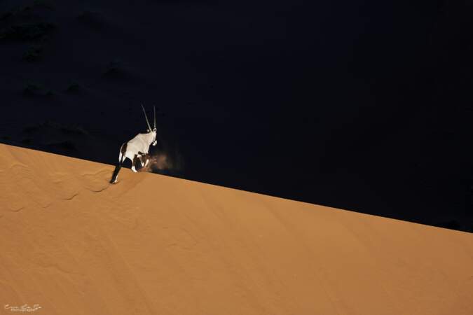 Oryx par Eric le Go