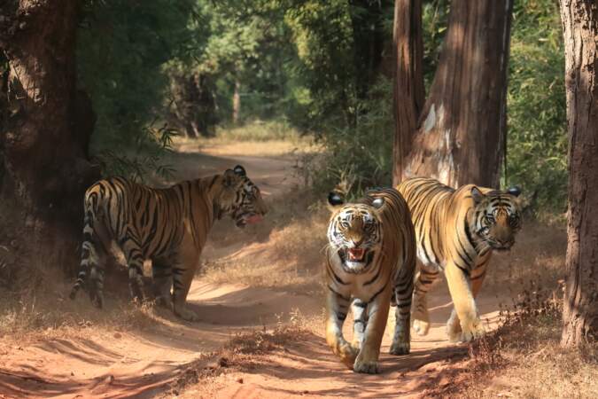 Tigres Bandhavgarh par Claudy Guiot