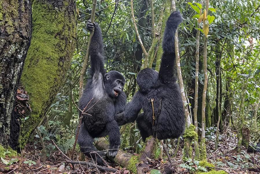 Gorilles par Fabrice Guérin