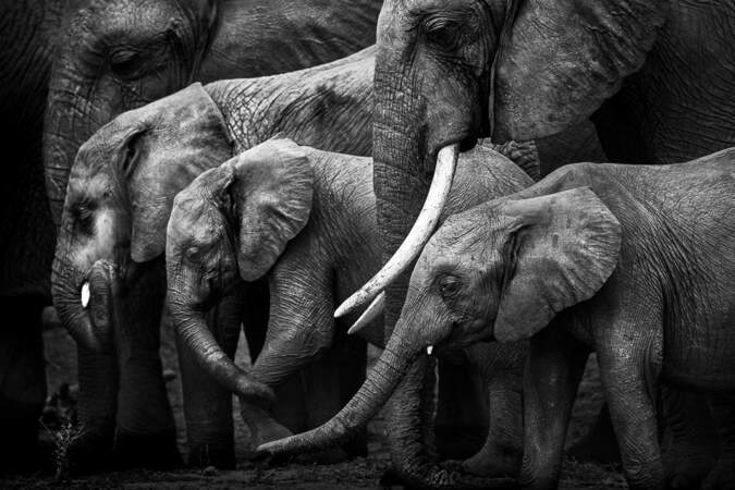 Eléphants de savane d'Afrique par Nicolas Orillard-Demaire 