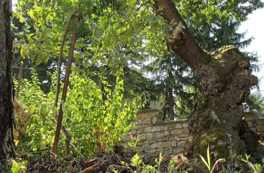 Bulgarie : Le chêne vénérable du village de Novo selo