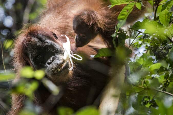 Les orangs-outans apprennent de façon «sociale», par imitation 
