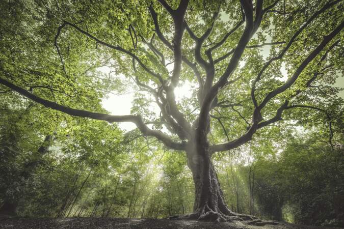Pays-Bas : l’arbre sorcier