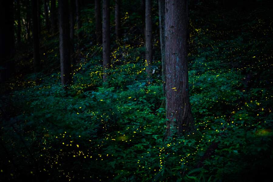 Des lumières dans la forêt
