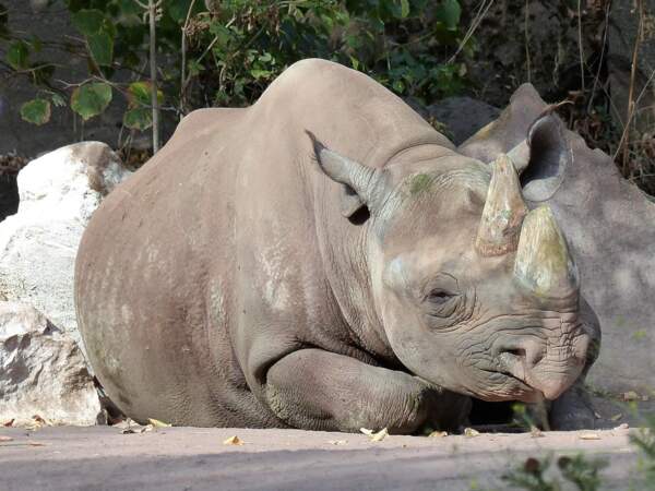 Le rhinocéros noir victime du braconnage