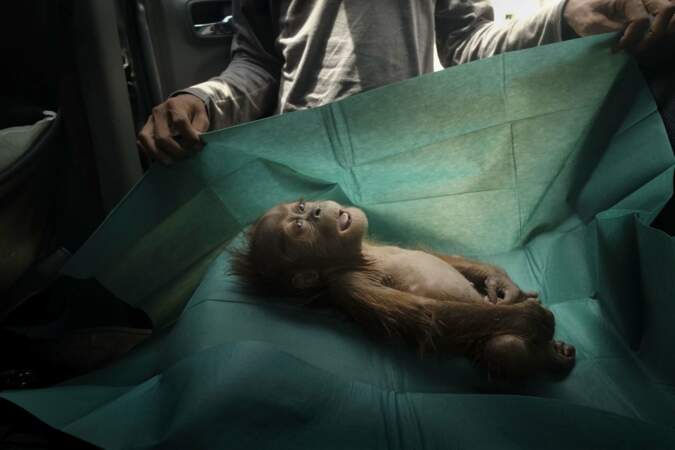 Un bébé orang-outan retrouvé dans une plantation d'huile de palme à Sumatra, Indonésie, le 10 mars - Catégorie "Nature" (image seule)