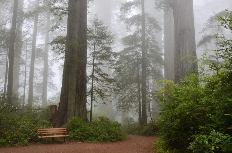 Sequoia National Park en Californie aux Etats-Unis