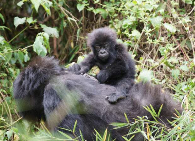 Le parc national des Virunga à cheval entre le Rwanda, la République démocratique du Congo (RDC) et l'Ouganda