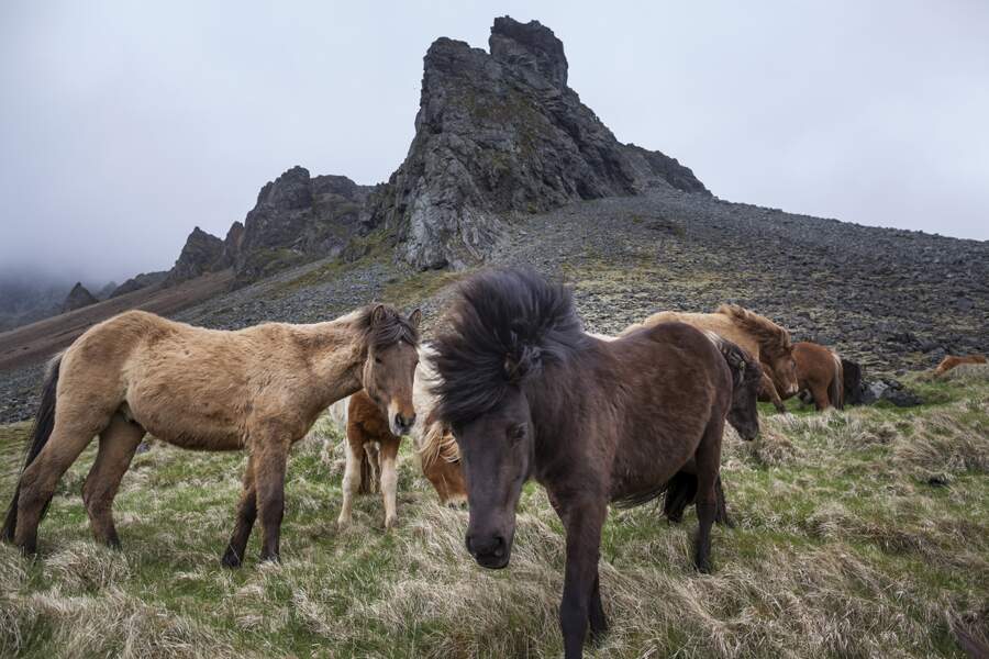 Petits chevaux : l’élevage est la principale source de gaz à effet de serre de l’agriculture en Islande