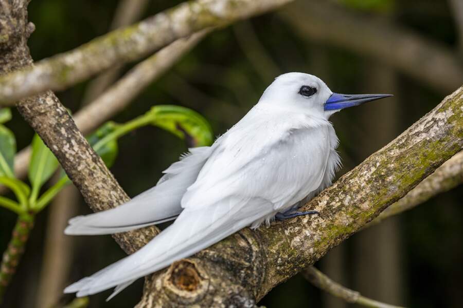 Aux Seychelles, on aime les drôles d’oiseaux