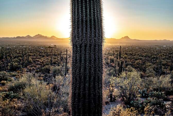 Les saguaros, victimes du trafic