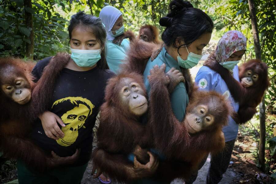 Sauver les orangs-outans 